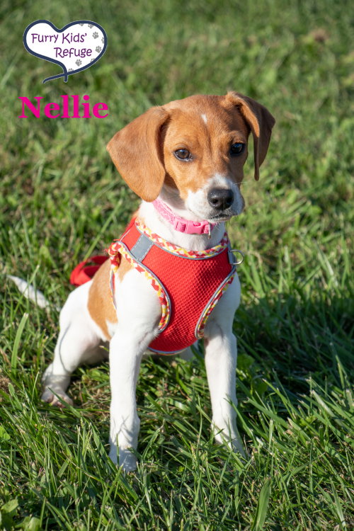 Nellie, a dog for adoption from Furry Kids Refuge