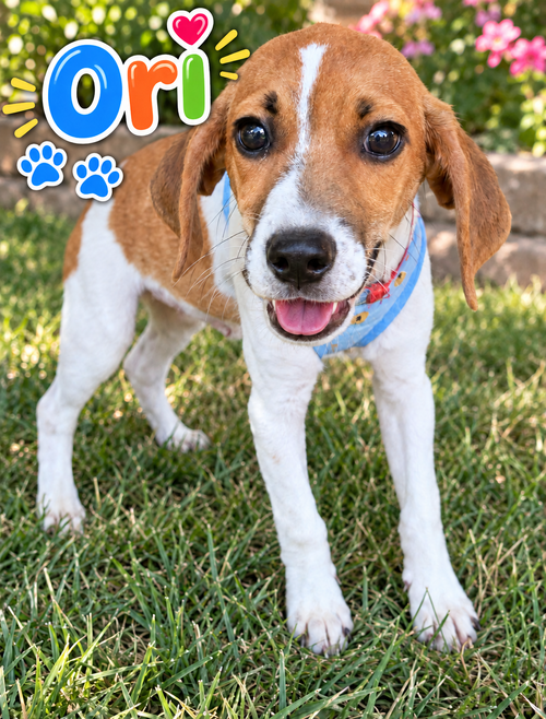 Ori (M), a dog for adoption from Furry Kids Refuge