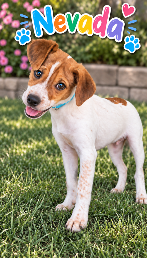 Nevada (M), a dog for adoption from Furry Kids Refuge