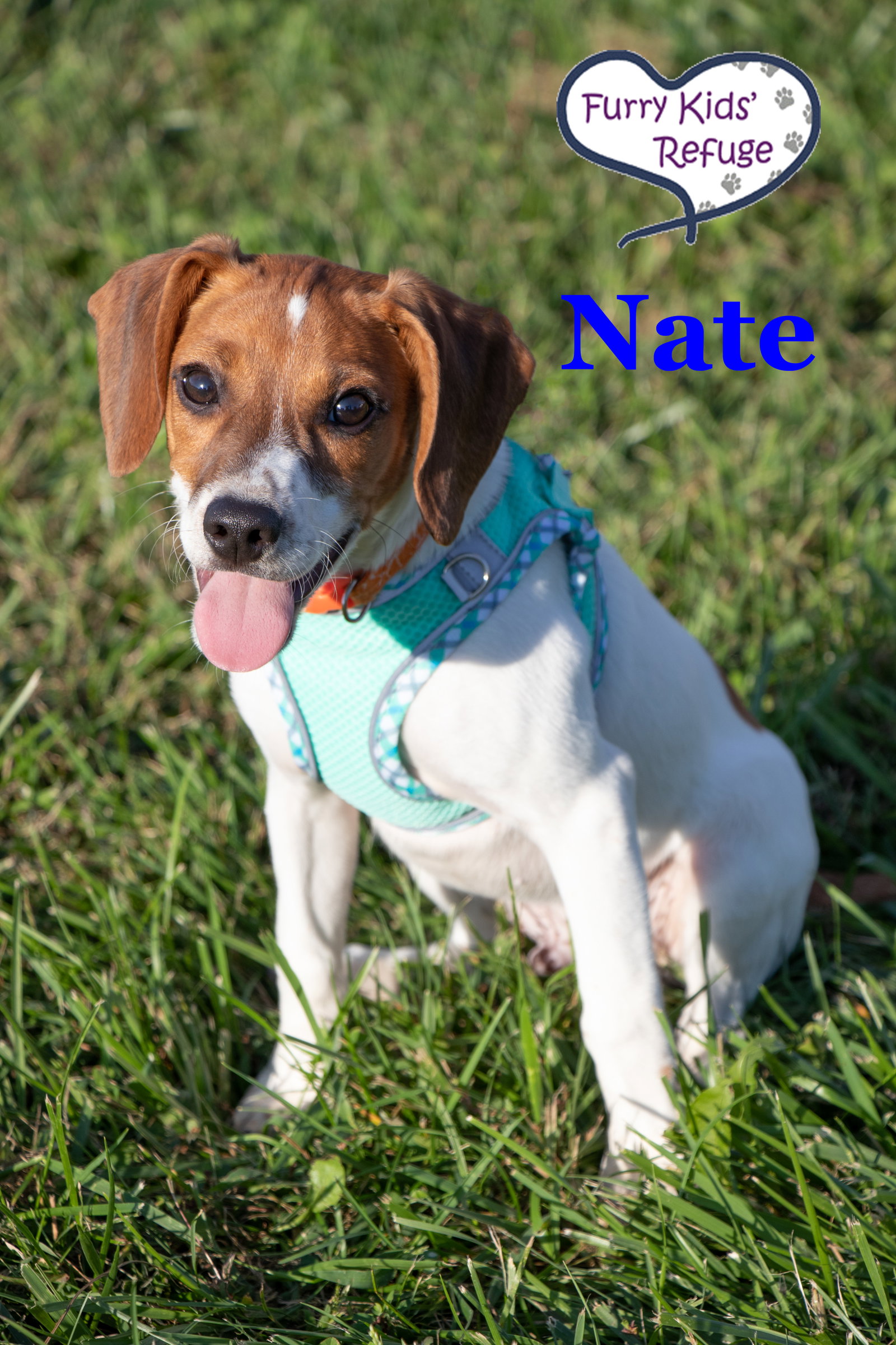 Nate, Beagle