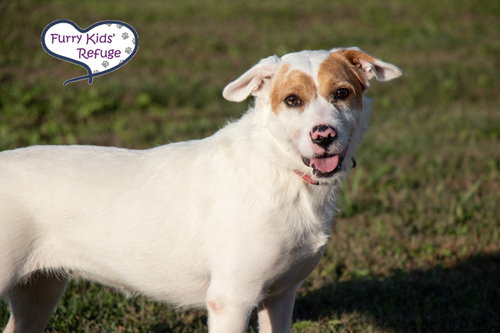 Lilly Rose, Beagle / Terrier / Mixed (short coat)