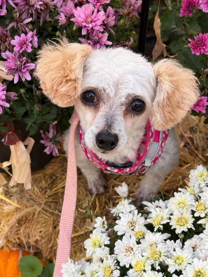 Bambi - Poodle (T-Cup)