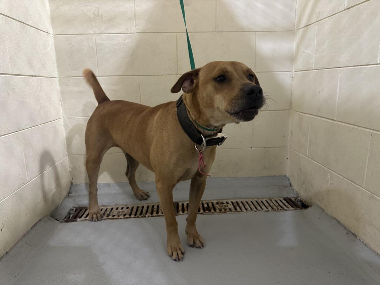 adoptable Dog in JPV, FL named GABRIEL