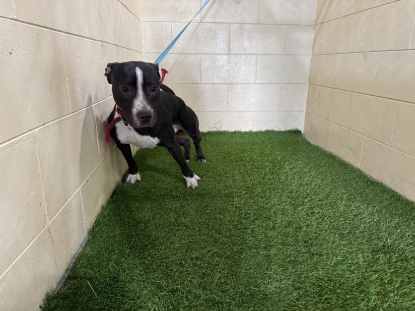 adoptable Dog in JPV, FL named BROOKS