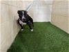 adoptable Dog in , FL named BROOKS