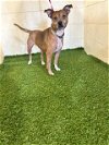 adoptable Dog in  named A1187655