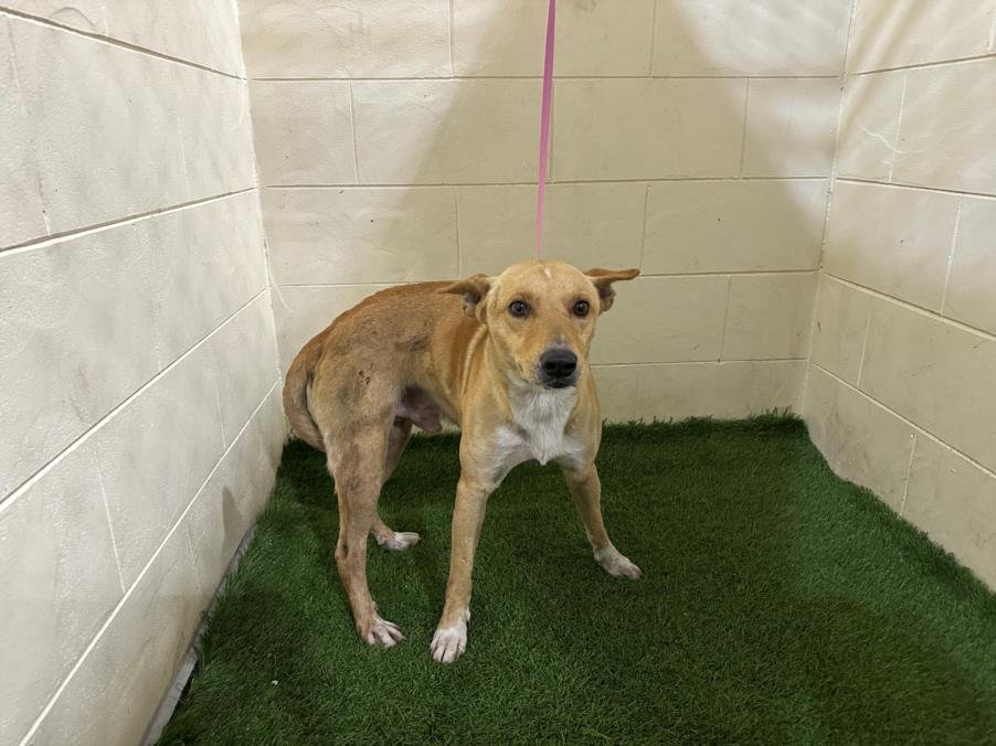 adoptable Dog in JPV, FL named VADER