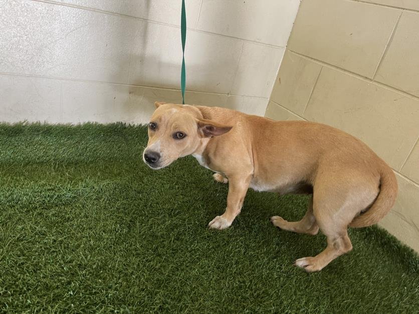 adoptable Dog in JPV, FL named REY