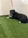 adoptable Dog in  named A1188482