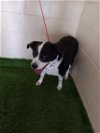adoptable Dog in  named A1188607