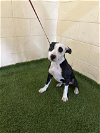 adoptable Dog in  named A1192163