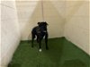 adoptable Dog in , FL named BIG BOY