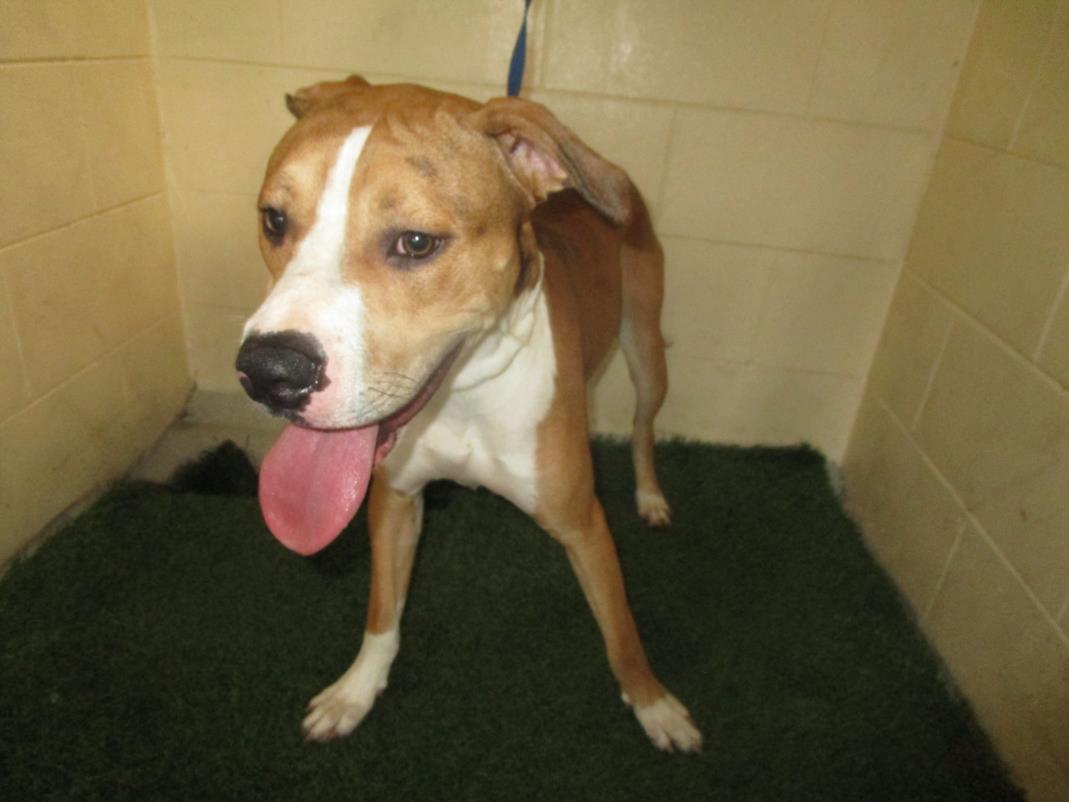 adoptable Dog in JPV, FL named BRAN