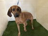 adoptable Dog in  named CLIFFORD