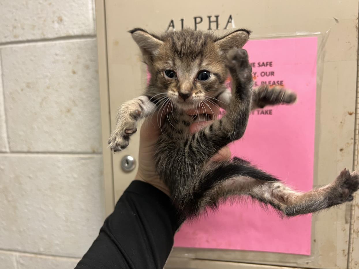 adoptable Cat in JPV, FL named OSCAR