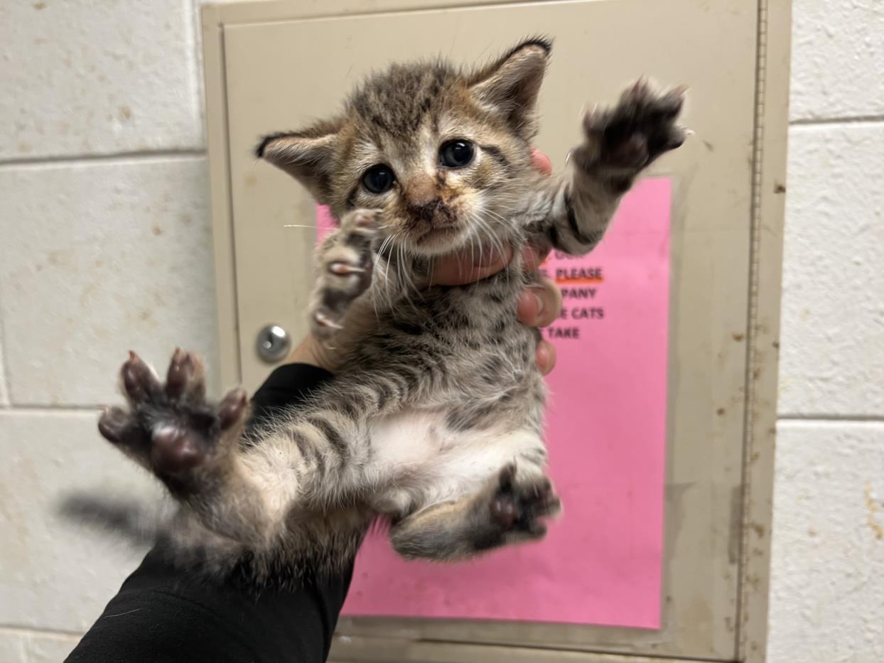 adoptable Cat in JPV, FL named FELIX