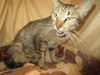 adoptable Cat in JPV, FL named ALISHA