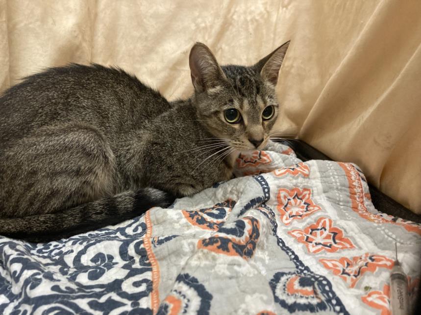 adoptable Cat in JPV, FL named A1200668