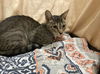 adoptable Cat in JPV, FL named A1200668