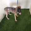 adoptable Dog in JPV, FL named SABLE