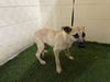 adoptable Dog in JPV, FL named ASH