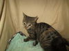 adoptable Cat in JPV, FL named MISSY