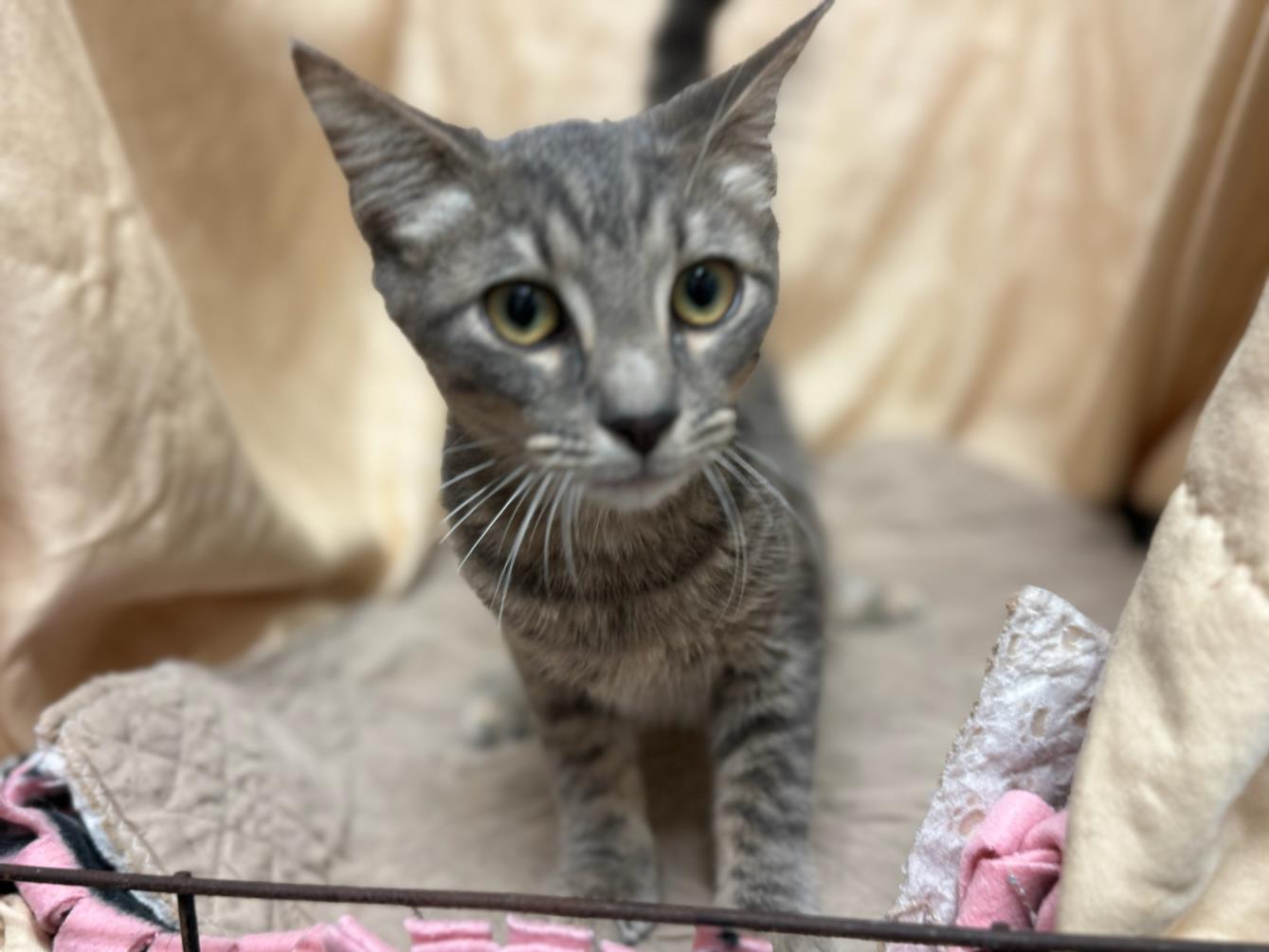 adoptable Cat in JPV, FL named DANIEL