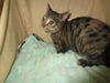 adoptable Cat in JPV, FL named SAVANNAH