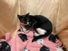 adoptable Cat in JPV, FL named VICKIE