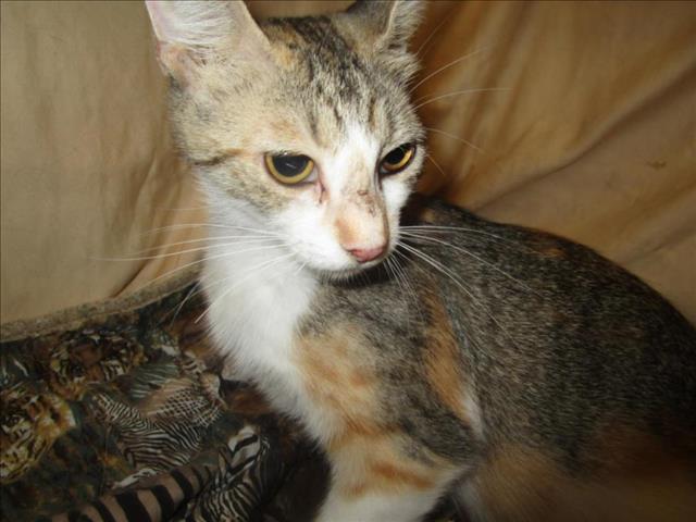 adoptable Cat in JPV, FL named CA119 ANNABELLE