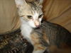 adoptable Cat in JPV, FL named CA119 ANNABELLE