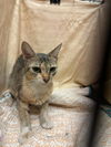 adoptable Cat in JPV, FL named HONEY LEMON