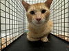 adoptable Cat in JPV, FL named MR BURNS