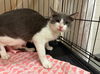 adoptable Cat in JPV, FL named CA121 NIBBLES