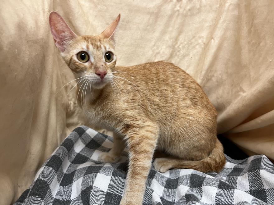 adoptable Cat in JPV, FL named TELLY