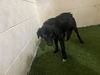 adoptable Dog in JPV, FL named BANNER