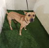 adoptable Dog in  named TINKER BELL