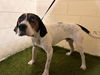 adoptable Dog in JPV, FL named A1205900