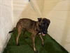 adoptable Dog in JPV, FL named CREEK