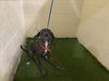 adoptable Dog in JPV, FL named REGAL