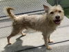 adoptable Dog in JPV, FL named TEDDY BEAR