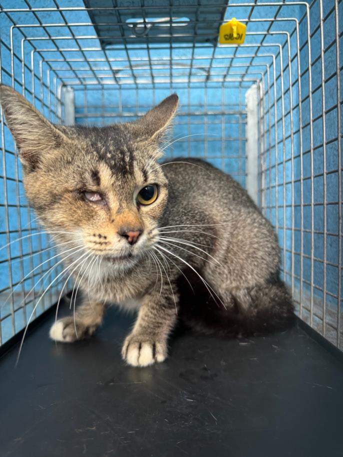 adoptable Cat in JPV, FL named PEEP