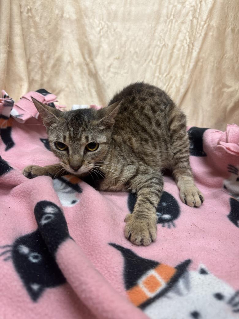 adoptable Cat in JPV, FL named NANCY