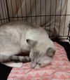 adoptable Cat in JPV, FL named FIONA