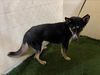 adoptable Dog in JPV, FL named A1207057