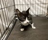 adoptable Cat in JPV, FL named CA109