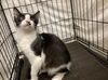 adoptable Cat in JPV, FL named CA108