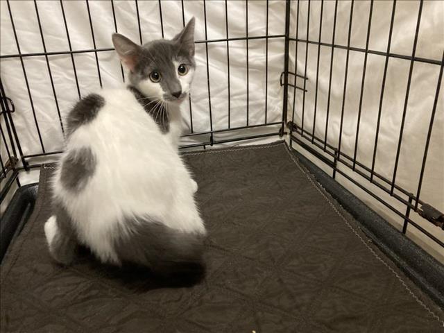 adoptable Cat in JPV, FL named A1207186