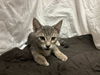 adoptable Cat in JPV, FL named A1207247