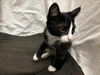 adoptable Cat in JPV, FL named A1207255